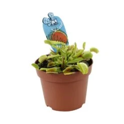 Attrape-mouches : Ø12cm, Pot -VIDA Plantes Magasin 85271 008