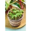 Attrape-mouches : Ø12cm, Pot -VIDA Plantes Magasin 85271 012