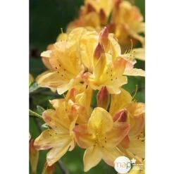 Azalea Mollis Trevarez Pot 7,5L -VIDA Plantes Magasin 858101 003