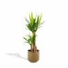 Yucca Et Son Cache-pot Doré - H100cm, ø21cm - Très Grande Plante D'intérieur -VIDA Plantes Magasin 86175f655482bd0b