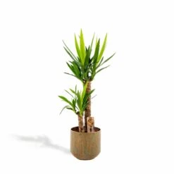 Yucca Et Son Cache-pot Doré - H100cm, ø21cm - Très Grande Plante D'intérieur