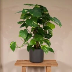 Epipremnum Aureum Et Son Tuteur - H60cm, ø15cm - Plante D'intérieur Tombante -VIDA Plantes Magasin 86da416c4e4cb31f