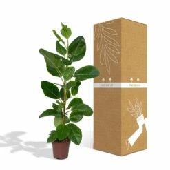 Ficus Altissima - H85cm, ø21cm - Grande Plante D'intérieur -VIDA Plantes Magasin 86f7d577990ab096