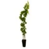 Vigne Muscat Bleu : AB Pot 3L -VIDA Plantes Magasin 872146 001