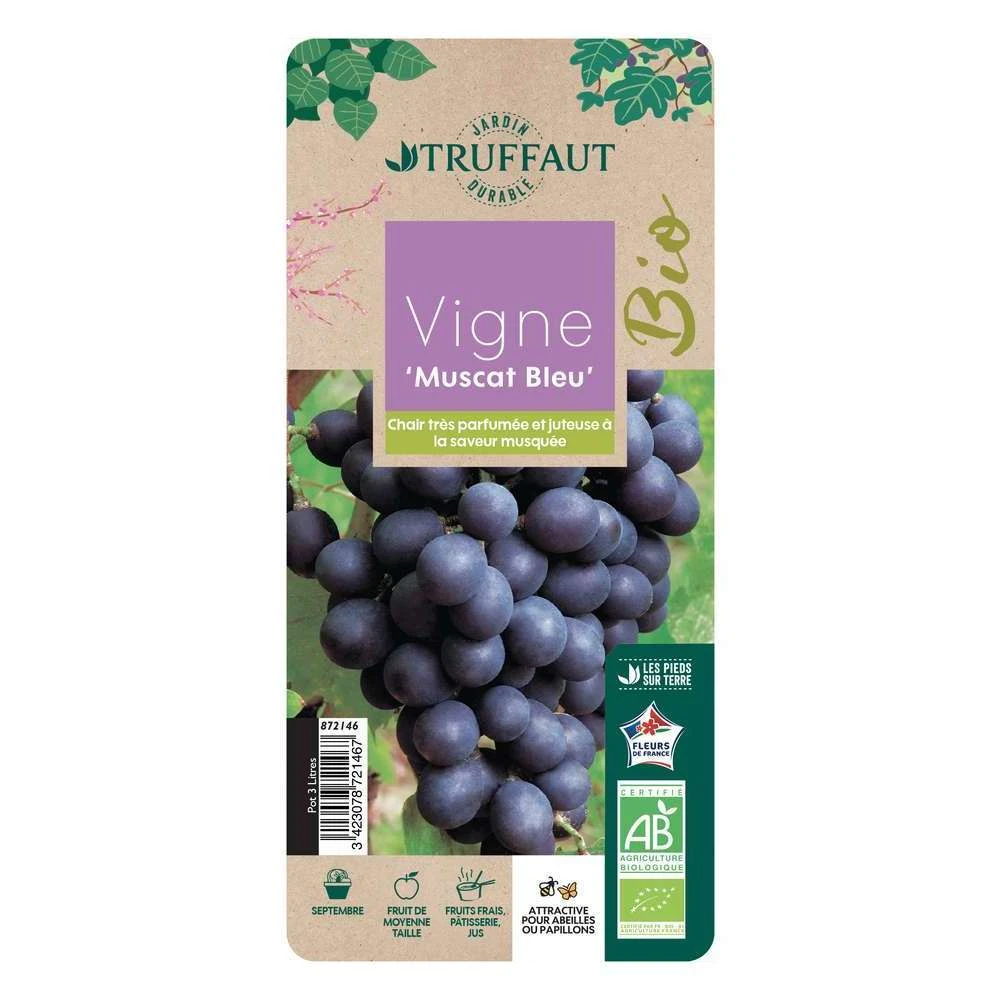Vigne Muscat Bleu : AB Pot 3L 4 Vigne Muscat Bleu : AB Pot 3L â Image 2