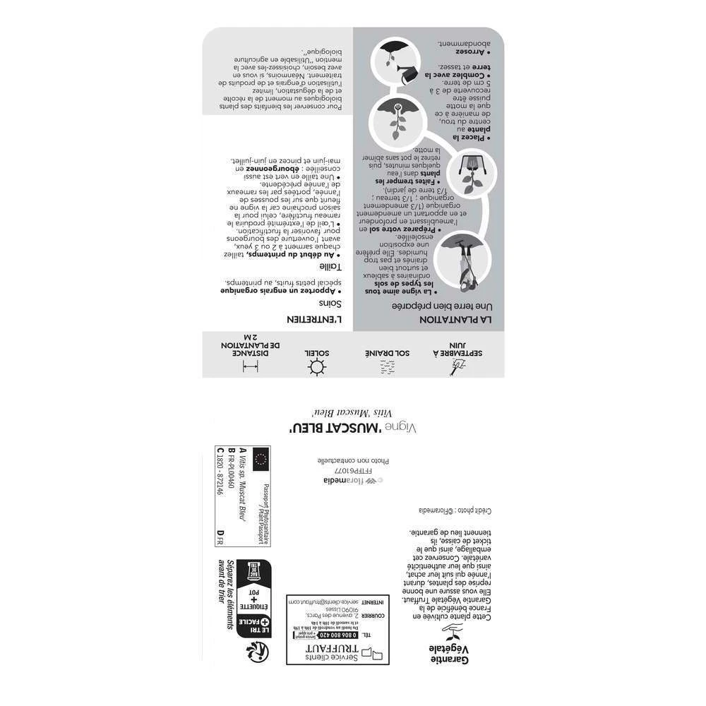 Vigne Muscat Bleu : AB Pot 3L 5 Vigne Muscat Bleu : AB Pot 3L â Image 3