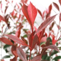 Photinia "Carré Rouge" Pot 10L 1/125 -VIDA Plantes Magasin 872227 001