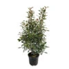 Photinia "Carré Rouge" Pot 10L 1/125 -VIDA Plantes Magasin 872227 1329871