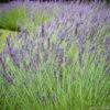 Lavandula 'phenomenal' : Pot 5L -VIDA Plantes Magasin 873199 001