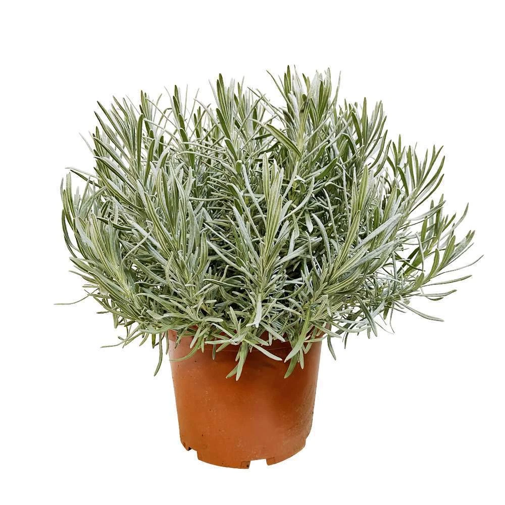 Lavandula 'phenomenal' : Pot 5L 4 Lavandula 'phenomenal' : Pot 5L – Image 2
