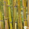 Bambou Moyen Phyllostachys Aureosulcata 'Spectabilis' 150/200 :pot 18L -VIDA Plantes Magasin 873216 001