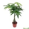 Pachira Aquatica:Tige Tressée H80 Cm Pot D19 Cm -VIDA Plantes Magasin 873307 002