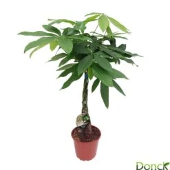 Pachira Aquatica:Tige Tressée H80 Cm Pot D19 Cm