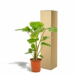 Alocasia Portodora - H80cm, ø21cm - Grande Plante D'intérieur -VIDA Plantes Magasin 876e0d46a2b6ed89