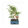Poivre De Bonsaï Szechuan - Zanthoxylum Piperitum - Ca. 6 Ans -VIDA Plantes Magasin 8813218235ff7a3f