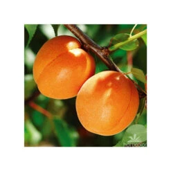 Abricotier Hargrand : Gobelet 3 Ans D'âge Ctr 12 Litres -VIDA Plantes Magasin 88699 004