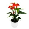 Fleur De Flamant Rose - Anthurium Andreanum - Anthurium - Pot 12cm - "orange Champion -VIDA Plantes Magasin 8894f3b56c4431eb