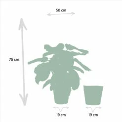 Calathea Médaillon Et Son Panier Naturel - H65cm, ø19cm - Plante D'intérieur -VIDA Plantes Magasin 88aeffa7f615bfa9