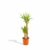 Yucca Xl - H100cm, ø21cm - Très Grande Plante D'intérieur -VIDA Plantes Magasin 8a0e021882514481