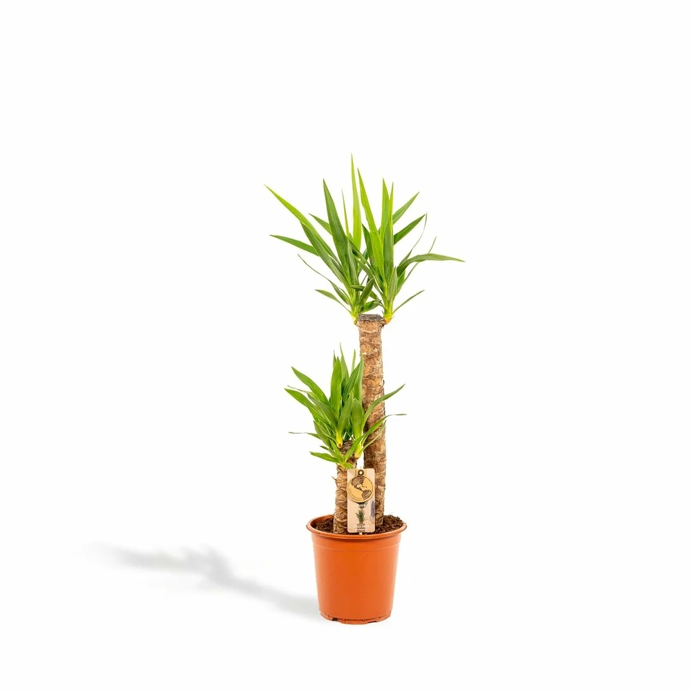 Yucca Xl - H100cm, ø21cm - Très Grande Plante D'intérieur 3 Yucca Xl - H100cm, ø21cm - Très Grande Plante D'intérieur