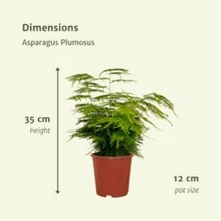 Asparagus Plumosus - H35cm, ø12cm - Plante D'intérieur -VIDA Plantes Magasin 8bc2b5247f4f3f1a