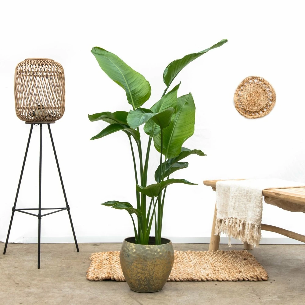 Strelitzia Nicolai Xl - H160cm, ø19cm - Très Grande Plante D'intérieur 4 Strelitzia Nicolai Xl - H160cm, ø19cm - Très Grande Plante D'intérieur – Image 2