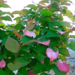 Actinidia Kolomikta - Actinidia Kolomikta 3l -VIDA Plantes Magasin 8d2a2454a8786983