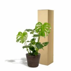 Delicious Monstera Et Son Panier Noir - H80cm, ø21cm - Plante D'intérieur -VIDA Plantes Magasin 8db70039d6a4af95