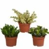 Crassula, Box De 3 Plantes - H15cm, ø10,5cm - Plantes D'intérieur 1 Crassula, Box De 3 Plantes - H15cm, ø10,5cm - Plantes D'intérieur -VIDA Plantes Magasin 8e7c80bb5dcb1cca