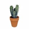 Myrtillocactus Et Son Cache-pot En Terracotta - H40cm, ø17cm - Plante D'intérieur 1 Myrtillocactus Et Son Cache-pot En Terracotta - H40cm, ø17cm - Plante D'intérieur -VIDA Plantes Magasin 8fca0c9de4ef5996