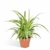 Chlorophytum - H25cm, ø12cm - Plante D'intérieur -VIDA Plantes Magasin 8fd510a0641f15ad