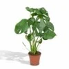Monstera Deliciosa - H55cm, ø17cm - Plante D'intérieur -VIDA Plantes Magasin 904b8032eb492a67