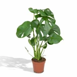 Monstera Deliciosa - H55cm, ø17cm - Plante D'intérieur