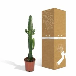 Euphorbia Acrurensis - H50cm, ø17cm - Grande Plante D'intérieur -VIDA Plantes Magasin 9085af23248e93ea