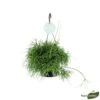Rhipsalis Oasis, Suspension D17cm -VIDA Plantes Magasin 908707 001