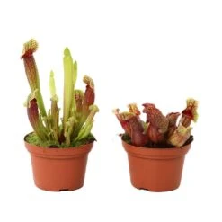 Sarracenia Mix Pot D12cm -VIDA Plantes Magasin 908892 001