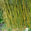 Bambou Moyen Phyllostachys Bissetii: Pot De 10 Litres -VIDA Plantes Magasin 911946 1704418