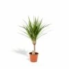 Dracaena Marginata - H60cm, ø14cm - Plante D'intérieur -VIDA Plantes Magasin 91c62b56ce7d5907