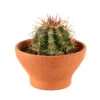 Cactus: Coupe D15cm -VIDA Plantes Magasin 925813 1442023