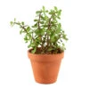 Plantes Succulentes Variées Exception D19cm -VIDA Plantes Magasin 925817 1442020