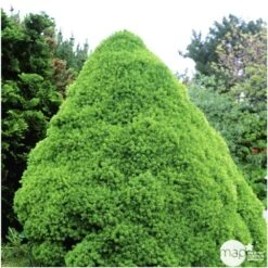 Sapinette Blanche (Picea Glauca) 'Conica' 50/60 : Pot 5L -VIDA Plantes Magasin 933105 002