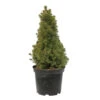 Sapinette Blanche (Picea Glauca) 'Conica' 50/60 : Pot 5L -VIDA Plantes Magasin 933105 2053495