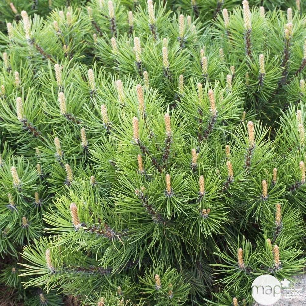Pinus Mugo Pumilio H30/40cm : Pot 3L 4 Pinus Mugo Pumilio H30/40cm : Pot 3L – Image 2