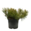 Pinus Mugo Pumilio H30/40cm : Pot 3L -VIDA Plantes Magasin 933116 2053501