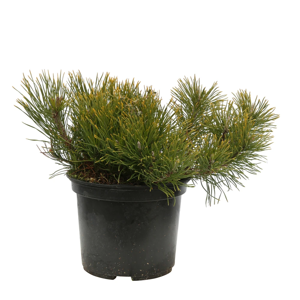 Pinus Mugo Pumilio H30/40cm : Pot 3L 3 Pinus Mugo Pumilio H30/40cm : Pot 3L