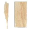 Bouquet Séché Pampas Mace 115-117cm 3pcs -VIDA Plantes Magasin 933178 2064808