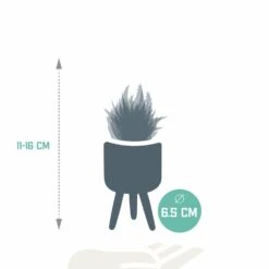 Gasteria, Haworthia Et Leurs Caches-pots, Box De 5 Plantes - H11cm, ø6,5cm - Plantes D'intérieur -VIDA Plantes Magasin 9349b6f45035f6b8