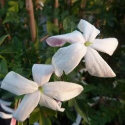 Jasmin De Grasse' - Jasminum Grandiflorum 3l 10 Jasmin De Grasse' - Jasminum Grandiflorum 3l -VIDA Plantes Magasin 9358d9931f25faf6