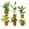 Box Suprise X6 - Plantes D'intérieur -VIDA Plantes Magasin 93a455c4678b46e6
