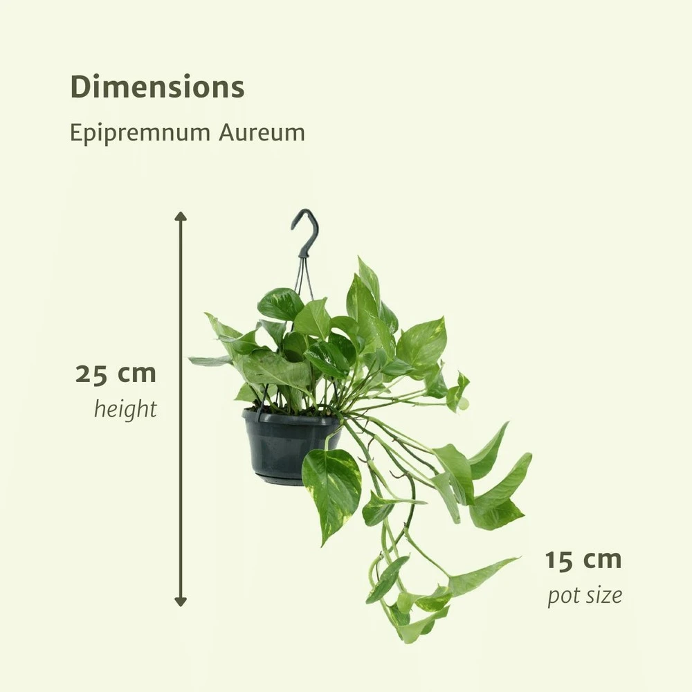 Epipremnum Aureum Scindapsus X2 - H25cm, ø15cm - Plante D'intérieur 6 Epipremnum Aureum Scindapsus X2 - H25cm, ø15cm - Plante D'intérieur – Image 4